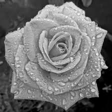 We did not find results for: Flower Rose White Rain Drops Beautiful Nature Instagram Proudlylebanese Lebanon In A Picture