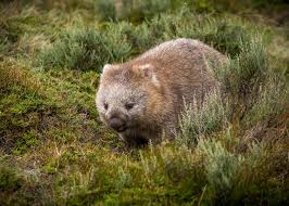 Image result for Common wombat