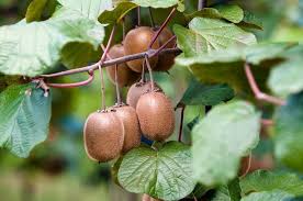 Image result for Actinidia