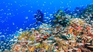 The Best Diving Destinations In The Caribbean For Families Adventure Family Travel Wandering Wagars