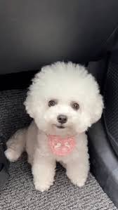 Pom Pom Dog Stock Photo 1215272908