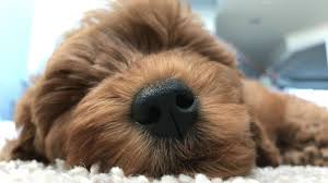 Gana is an organization for goldendoodle enthusiasts, both breeders and pet owners, to support responsible breeding and pet ownership. New Year New Puppy Supplies Needed For New Mini Golden Doodle Puppy Bargainbriana