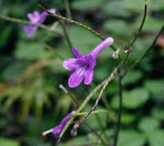 Image result for Streptocarpus kamerunensis