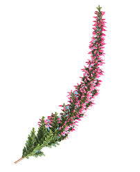 نتیجه جستجوی لغت [heather] در گوگل