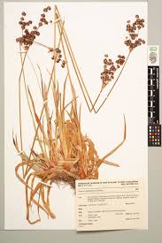Image result for Juncus lomatophyllus