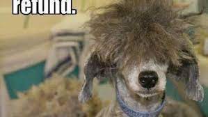 20 Embarrassed Pets Who Should Fire Their Groomers
