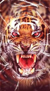 So Angry Tiger Tiger Wallpaper Angry Tiger Tiger Pictures