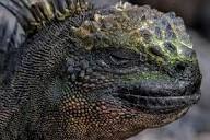 The Nature Project | The marine iguana, also called the sea iguana ...