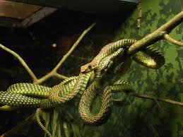 パラダイストビヘビ - Wikipedia