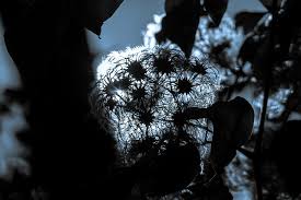 We did not find results for: Hd Wallpaper Clematis Ranke Back Light Liane Clematis Vitalba Real Clematis Wallpaper Flare