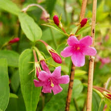 Image result for Jasminum beesianum