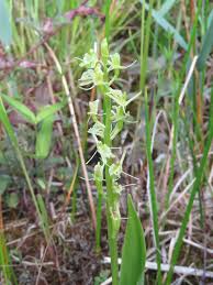 Image result for Liparis harketii