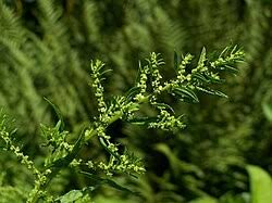 Image result for Dysphania procera