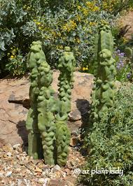 Maybe you would like to learn more about one of these? Lady S Slipper Archives Desert Gardening 101
