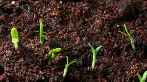 Growing pea bean seeds agriculture timelapse. Growing Seed Of Marigold Stock Footage Video Of Time 66631808
