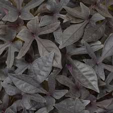Image result for Ipomoea batatas pots