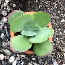 Image result for Kalanchoe glaucescens