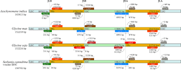 Image result for Aeschynomene glauca