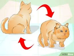 A cat weight chart you can use at home lovetoknow. How To Determine If Your Cat Is Overweight 12 Steps