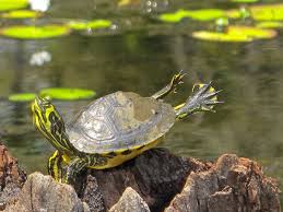 Charleston Daily Photo August 2011 Visit South Carolina Turtle How To Do Yoga