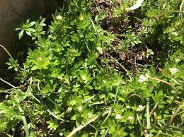 Maybe you would like to learn more about one of these? Sweet Woodruff The Lore Of The Garden