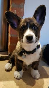 Black And Brown Corgi Pin On Corgi Corgi Corgi