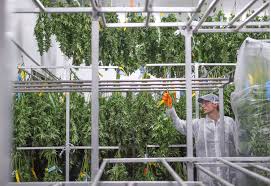 ◄◄ ◄ previous page page 882 of 1365 next page ► ►►. Southern California Weed Cultivators Leading The Way In Sustainability