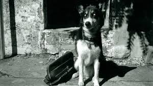 On sofascore livescore you can find all previous nepal vs chinese taipei results sorted by their h2h matches. This Film Is A Dog