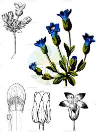 Image result for Pycnosphaera buchananii