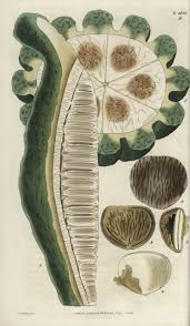 Image result for Telfairia