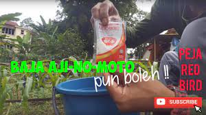 Tanaman buah unggul tak lepas dari cara pemupukan yang benar. Tutorial Sediakan Baja Ajinomoto Untuk Tanaman Sayuran Baja Organik D I Y Youtube