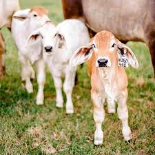 Explore more searches like brahman cattle calf. Grey Brahman Calves From V8 Ranch Biggest Bulls Of The World Facebook