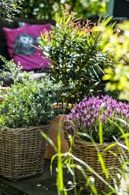 Mediterrane Pflanzen Fur Die Terrasse Der Kleine Horrorgarten Mediterrane Pflanzen Pflanzen Terrasse Pflanzen