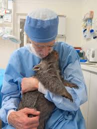 Surgeon Comforts Orphaned Wombat In The Middle Of The Night Australia Animals Vet Pictures Wombat