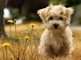 Cute Puppy Wallpapers Hd Desktop And Mobile Backgrounds We have a massive amount of hd images that will make your computer or smartphone. cute puppy wallpapers hd desktop and