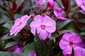 The leaves grow on trailing stems that gracefully spill over the sides of planters and hanging baskets. Flower Flowerpot Nature Macro House Plant Green Pink Beautiful Spring The Leaves Are Flowers Pikist