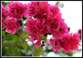 Pin On Flowers