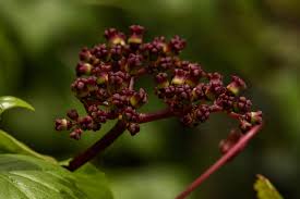 Image result for Cyphostemma montanum