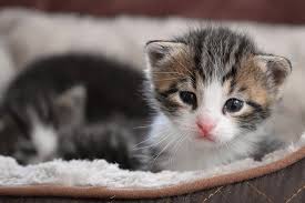 This adorable picture shows a kitten playing with a ball of wool. Cat Baby Kitten Cat Mieze Baby Cat Pet Putties Cute Sweet Fluffy Pxfuel