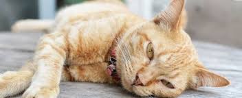 My grandmother, who was having organ failure due to small cell lung cancer spreading. 12 Things You May Not Know About Cat Death