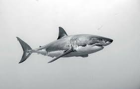 Black And White Shark Great White Shark Tattoos Shark Painting Shark Drawing