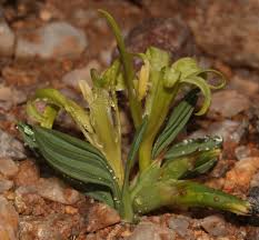 Image result for Babiana bainesii