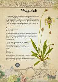 Pin Von Veerle Peeters Auf Herbals Krauterpflanzen Heilpflanzen Gesunde Krauter