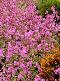 Image result for Silene burchellii