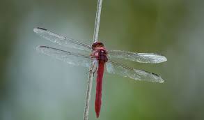 Dragonflies Facts Information Pictures