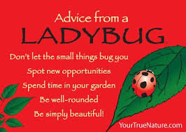 Advice From A Ladybug Magnet Ladybug Ladybug Quotes Ladybug Theme
