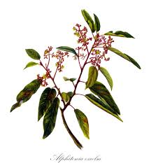 Image result for Lasiodiscus pervillei