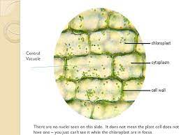Maybe you would like to learn more about one of these? Plant And Animal Cell Structures Ppt Video Online Download