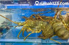 Proses ganti kulit di mulai saat lobster merasa kulitnya penuh sesak. Cara Budidaya Lobster Air Tawar Untuk Pemula Langsung Bisa Langsung Kaya Rumah123 Com