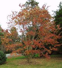 Grown in backyard nursery of crape myrtle guy. Ufei Selectree A Tree Selection Guide